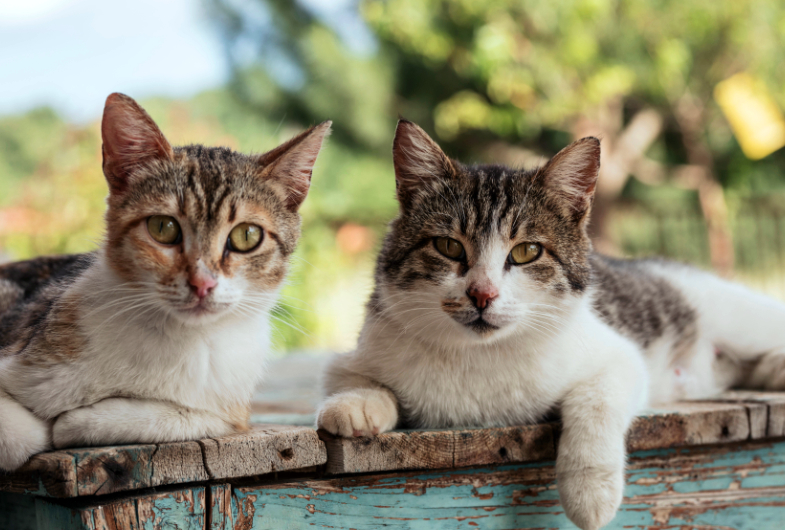 Aanbeveling Ontwijken universiteitsstudent Allergisch? Met deze 5 katten kan je wél samenleven! | Beestig.be
