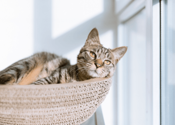 Het formulier Pittig Weigering 10 creatieve slaapplekken voor je kat | Beestig