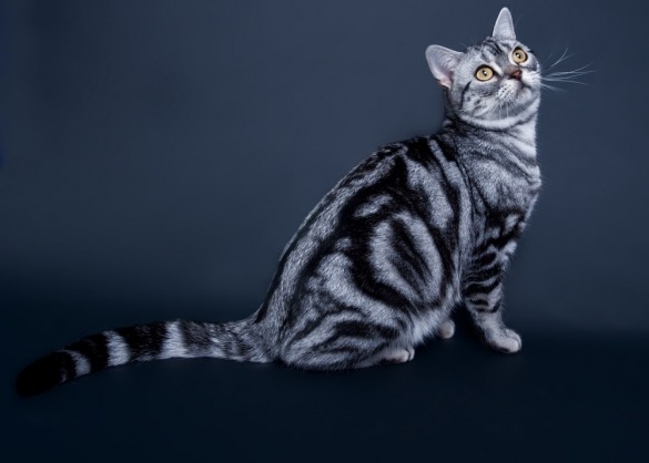 Twisted Geruïneerd Ontdek De American Shorthair: een speelse kat | Beestig.be