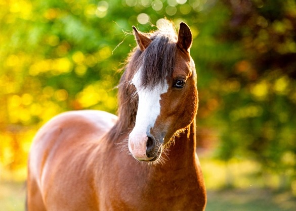 redactioneel Luchtpost driehoek De Welsh pony: een stevige, sportieve pony