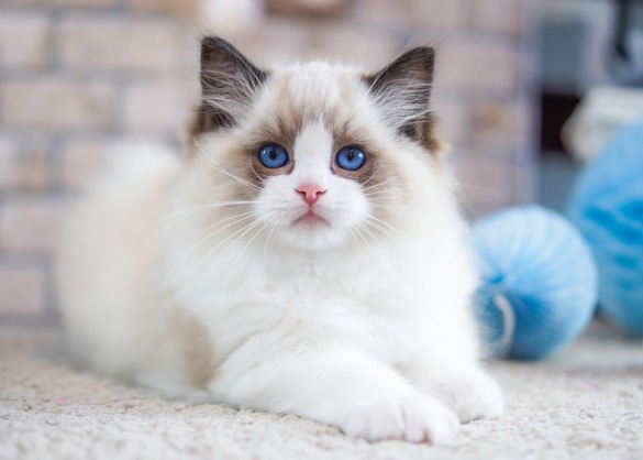 Isoleren Hoeveelheid geld Over instelling De ragdoll: een super fluffy kat met felblauwe ogen | Beestig.be