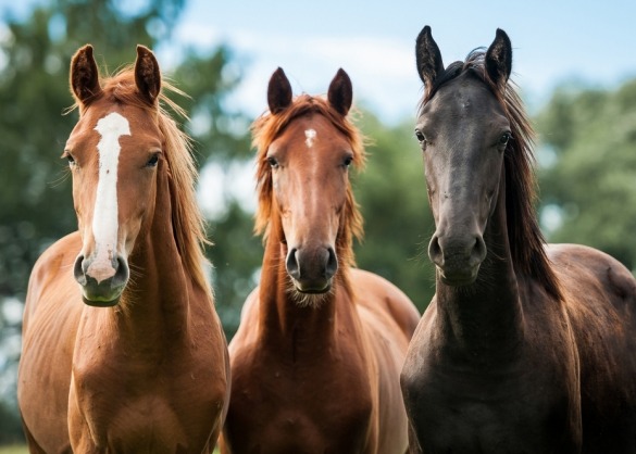 Luidspreker temperen hefboom Hoe koop je een paard? 10 tips voor beginners | Beestig.be
