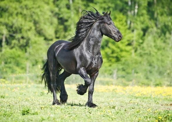 Smelten zwart Vuiligheid Het Fries paard: een zwarte parel uit Nederland