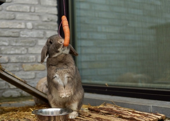 Kritiek Kaarsen Madeliefje 10 anti-verveeltips voor konijnen | Beestig.be