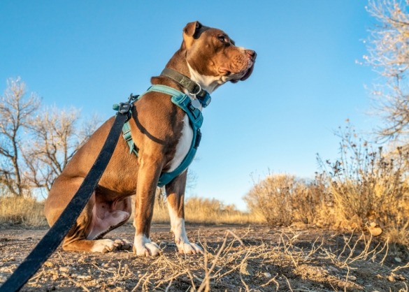 Vrijstelling Dom Plakken Welke halsband of tuigje is het beste voor jouw hond? | Beestig.be