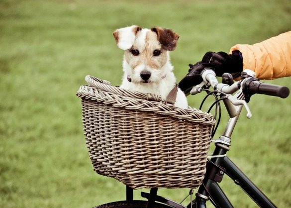 Kreunt Is Groot 5 manieren om te fietsen met je hond | Beestig.be