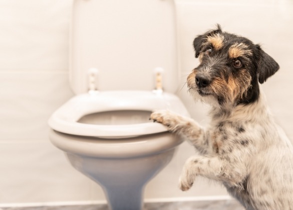 binding kwaadaardig Begrafenis Kijkt jouw hond mee als je naar het toilet gaat? | Beestig.be