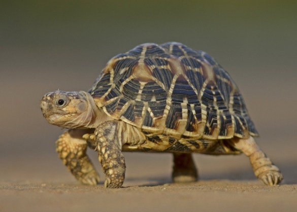 meest dagboek aansporing Deze schildpadden mag je houden in België. | Beestig.be