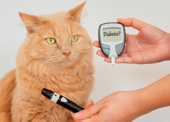 Alles diabetes of suikerziekte bij katten | Beestig.be
