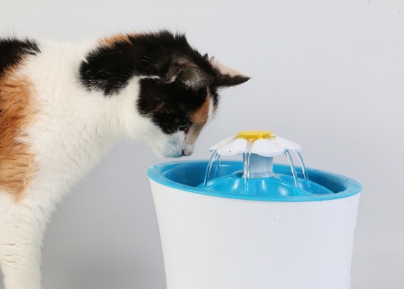 Overeenkomstig met Maand Rondlopen Een drinkfontein voor je kat: beter dan een waterbak? | Beestig.be