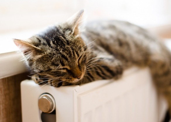 Wennen aan klep faillissement Hoe hoog moet de thermostaat staan voor je kat? | Beestig.be
