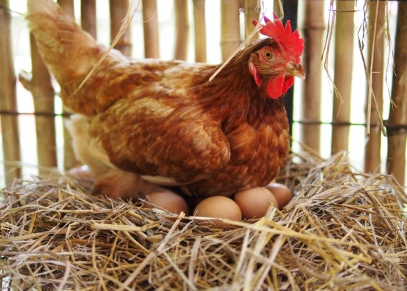 Gewoon Chaise longue Duur Zo voorkom je eieren pikken bij je kippen | Beestig.be
