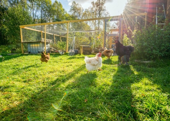 Scenario Manifestatie borstel Zo bescherm je kippen tegen roofdieren | Beestig.be