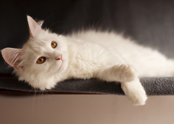 Markeer Kalmerend Polair De Turkse angora: een sierlijke kat uit Turkije