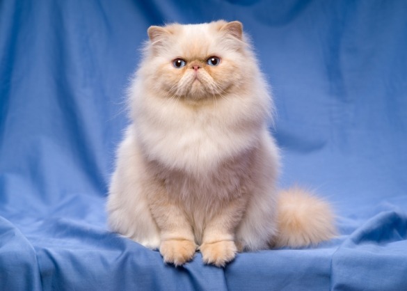 Perzische kat: een pluizige luierik | Beestig.be