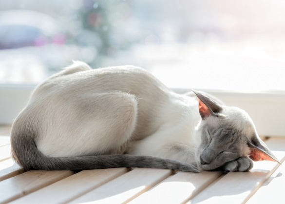 voorbeeld ijsje foto De Siamese kat: oosterse pracht en elegantie | Beestig.be