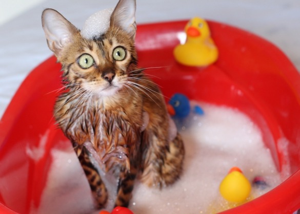 Vruchtbaar Maken Seminarie Waarom zijn katten bang voor water? | Beestig.be