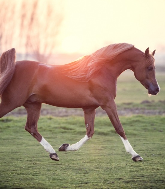 Site lijn weg Suri Het Arabisch paard: temperamentvolle elegantie