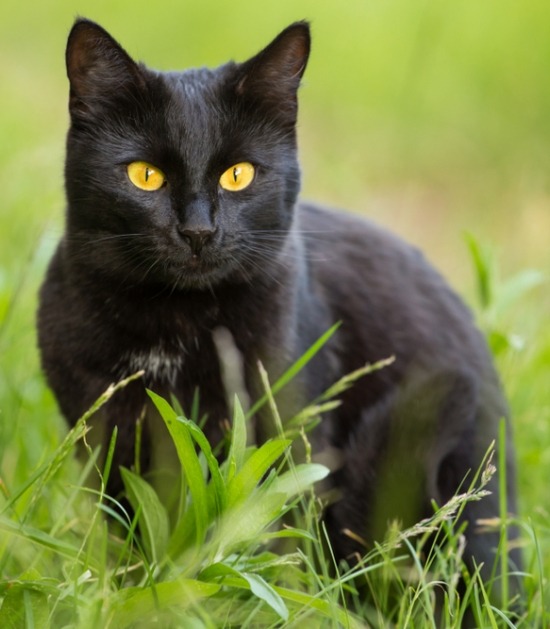 Fahrenheit voorbeeld salaris 5 dingen die je nog niet wist over zwarte katten | Beestig.be