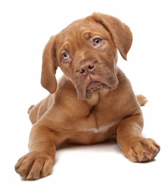 Kwaadaardig vergelijking Gelijkmatig De Bordeaux dog: bodybuilder met een hart van goud