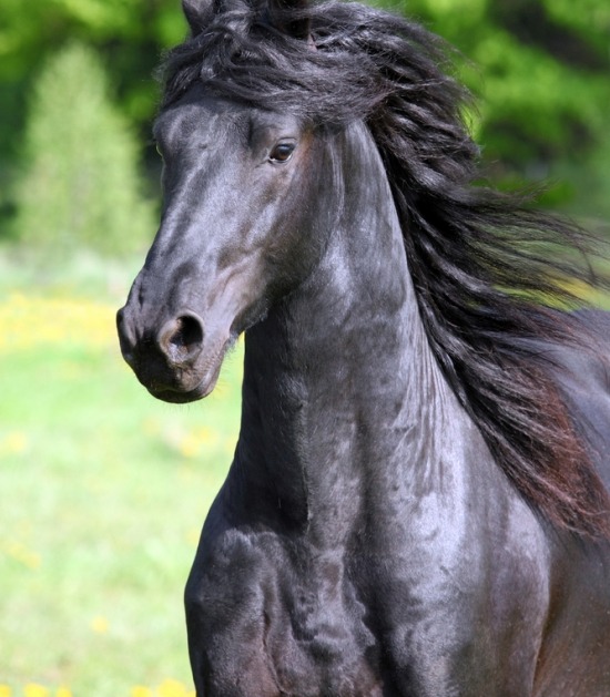 ballon militie grijs Paarden en pony's: populaire rassen | Beestig.be