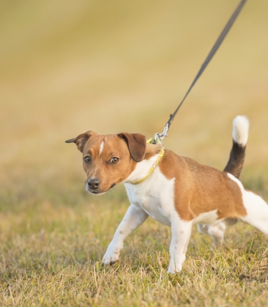 Toegeven Scenario Bestrooi Welke halsband of tuigje is het beste voor jouw hond? | Beestig.be