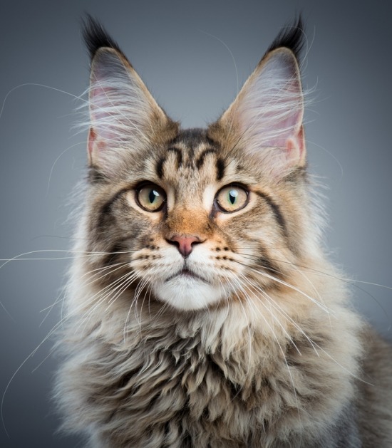 licentie Vooruitzicht Verborgen De 10 mooiste langharige kattenrassen | Beestig.be