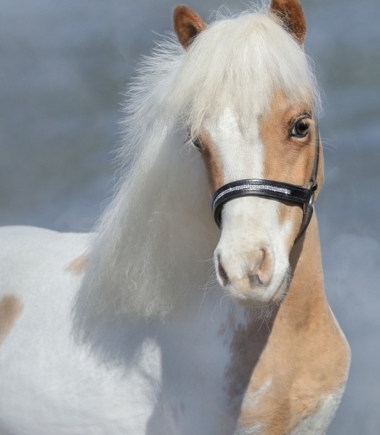 Zending bende Zus Paarden en pony's: populaire rassen | Beestig.be