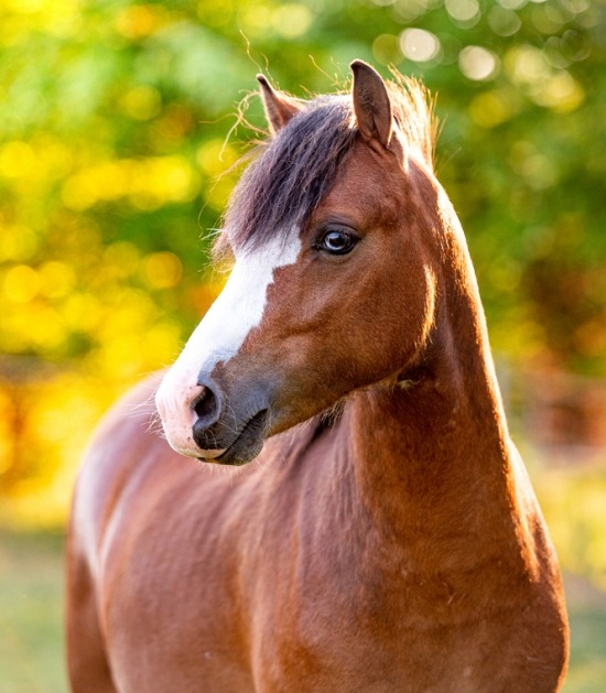 thee park nood Paarden en pony's: populaire rassen | Beestig.be