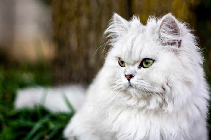 opleiding thuis katoen De Perzische kat: een pluizige luierik | Beestig.be