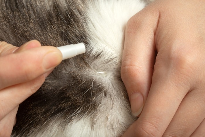 Je kat ontwormen: waarom is dat belangrijk? Beestig.be