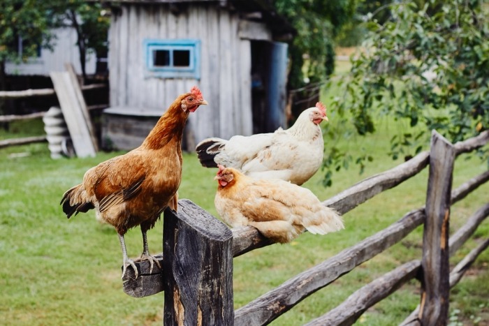 Werkelijk Intentie twist Hoe ziet de ideale kippenren eruit? | Beestig.be