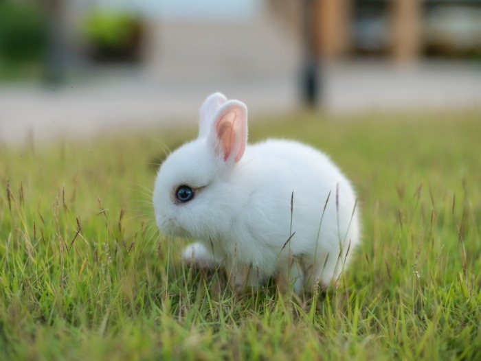 De pool: een klein, wit konijn Beestig.be