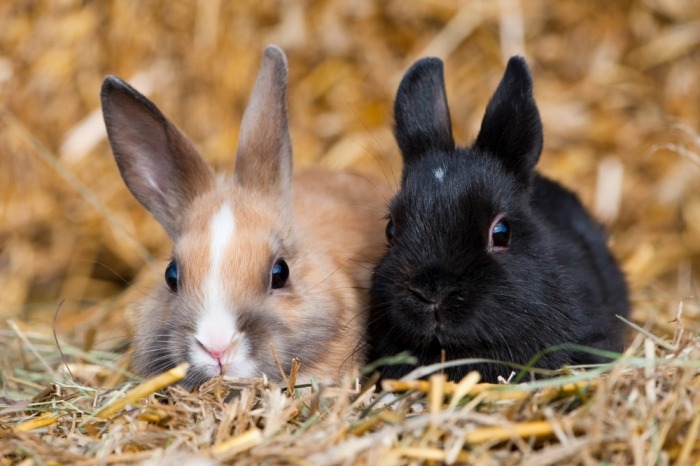 ik ga akkoord met Industrieel Warmte Het konijn: een sociaal en nieuwsgierig huisdier | Beestig.be
