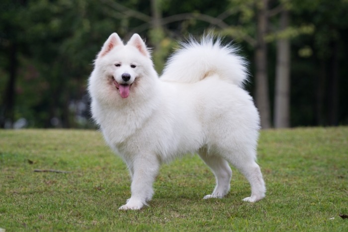 Paar Vervolg maag De samojeed: een witte hond met dikke vacht