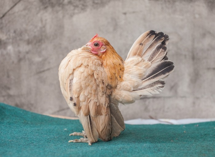 warm belasting dorst De serama: het kleinste kippenras ter wereld | Beestig.be