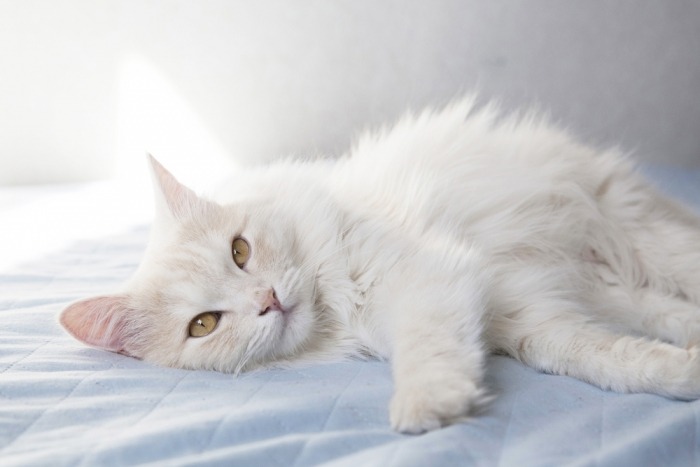 Markeer Kalmerend Polair De Turkse angora: een sierlijke kat uit Turkije
