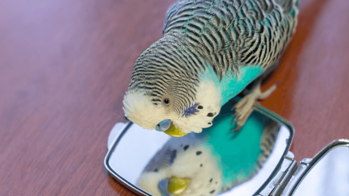 zich zorgen maken anders Pijnboom Maken spiegels je vogels gek? | Beestig